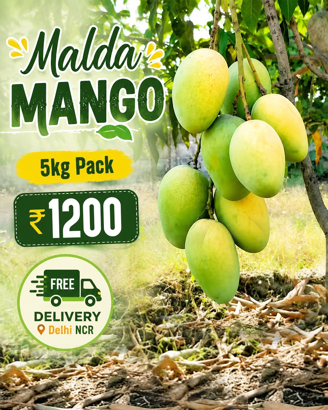 malda mango 5 kg